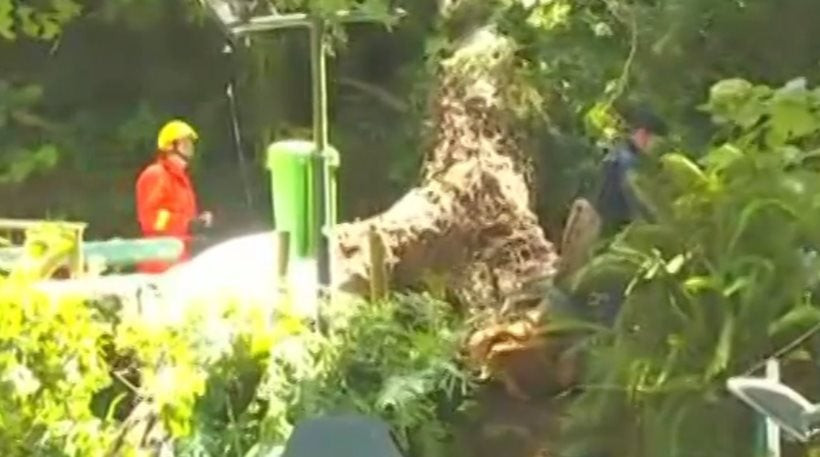 Τραγωδία στην Πορτογαλία: Δέντρο καταπλάκωσε πλήθος σε θρησκευτική γιορτή – 11 νεκροί ανάμεσά τους και παιδιά (βίντεο)